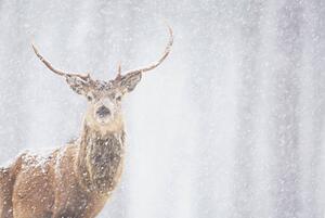 Fotográfia Red deer Cervus elaphus, stag in winter, Scotland, James Silverthorne, (40 x 26.7 cm)