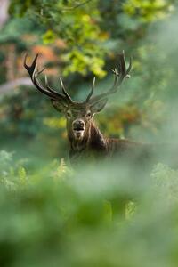 Fotográfia Red deer, DamianKuzdak, (26.7 x 40 cm)