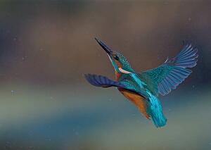 Művészeti fotózás Kingfisher, mark hughes, (40 x 30 cm)