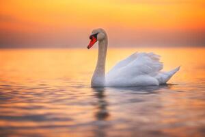 Fotográfia White swan in the sea water,sunrise shot, valio84sl, (40 x 26.7 cm)