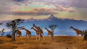 Fotográfia Herd of Reticulated giraffes in front, Manoj Shah, (40 x 22.5 cm)