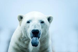 Művészeti fotózás Polar Bear closeup portrait, Mark Newman, (40 x 26.7 cm)