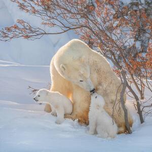 Fotográfia Two polar bears play fight,Wapusk National, Hao Jiang / 500px, (40 x 40 cm)