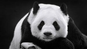 Művészeti fotózás Panda in Repose, Thousand Word Images by Dustin Abbott, (40 x 22.5 cm)