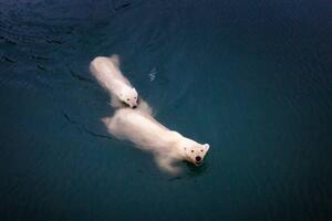 Fotográfia Mom and cub Polar bears swimming at Spitsbergen, Posnov, (40 x 26.7 cm)