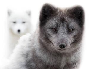 Fotográfia Close up of two arctic foxes, Jean Landry, (40 x 26.7 cm)