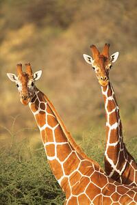 Művészeti fotózás Reticulated giraffes, James Warwick, (26.7 x 40 cm)