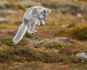Fotográfia Close-up of jumping arctic fox, Menno Schaefer / 500px, (40 x 30 cm)