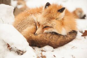 Művészeti fotózás Close-up of sleeping fox, Alycia Moore / 500px, (40 x 26.7 cm)