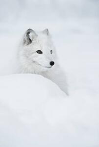 Fotográfia An arctic fox in the snow., Andy Astbury, (26.7 x 40 cm)