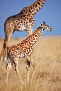 Fotográfia Young giraffe calf, Martin Harvey, (26.7 x 40 cm)