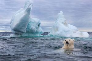 Művészeti fotózás Polar Bear Swimming near Sea Ice, Paul Souders, (40 x 26.7 cm)