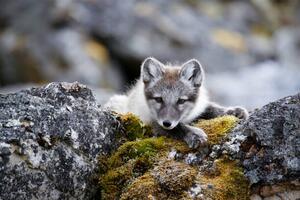 Művészeti fotózás Curious arctic fox cub taking a rest after playing, Sara Lindbaek, (40 x 26.7 cm)
