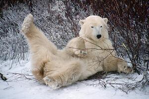 Művészeti fotózás Polar Bear Lying in Snow, George D. Lepp, (40 x 26.7 cm)