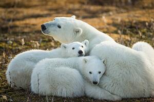 Fotográfia Polar Bear and Cubs by Hudson, Paul Souders, (40 x 26.7 cm)