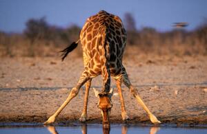 Fotográfia Southern Giraffe Drinking at Water Hole, Martin Harvey, (40 x 26.7 cm)