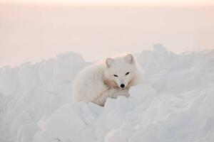 Művészeti fotózás Arctic white fox close-up. Arctic fox, Oksana Stasenko, (40 x 26.7 cm)