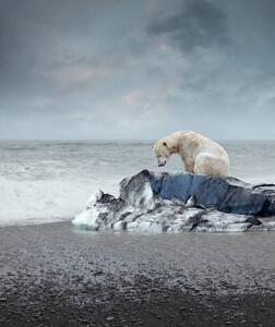 Művészeti fotózás Polar bear on the melting iceberg, narvikk, (35 x 40 cm)