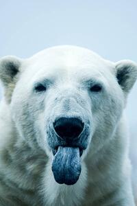Fotográfia Polar Bear closeup portrait, Mark Newman, (26.7 x 40 cm)