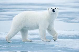 Fotográfia Polar Bear, Svalbard, Norway, Paul Souders, (40 x 26.7 cm)