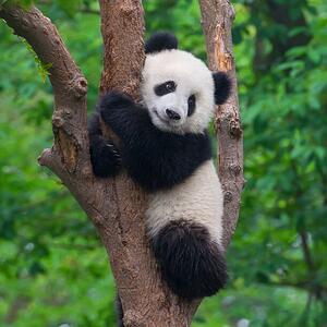 Fotográfia Cute panda bear climbing in tree, Hung_Chung_Chih, (40 x 40 cm)