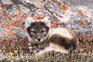 Művészeti fotózás Resting Female Arctic Fox, drferry, (40 x 26.7 cm)