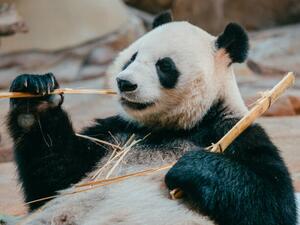 Fotográfia portrait of a giant panda eating bamboo, PansLaos, (40 x 30 cm)