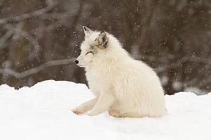 Művészeti fotózás Arctic fox-eyes closed, Adria  Photography, (40 x 26.7 cm)