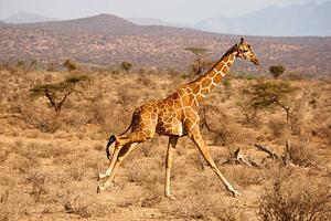 Fotográfia Reticulated Giraffe, Giraffa camelopardalis reticulata, Samburu, Mary Ann McDonald, (40 x 26.7 cm)