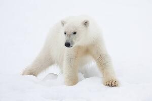 Művészeti fotózás Polar Bear Cub on Snow, Galaxiid, (40 x 26.7 cm)