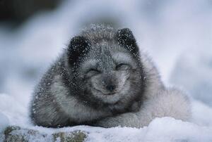 Művészeti fotózás Polar fox cub, winter, Herbert Kehrer, (40 x 26.7 cm)