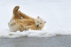 Fotográfia Polar bear cub, Patrick J. Endres, (40 x 26.7 cm)