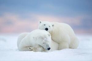 Művészeti fotózás Two polar bears sleeping in the snow, Alaska, USA, janbecke1, (40 x 26.7 cm)