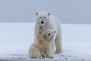 Művészeti fotózás Polar bear, Sylvain Cordier, (40 x 26.7 cm)