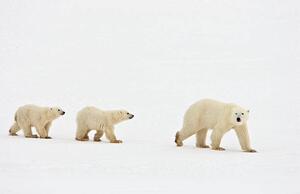 Művészeti fotózás Polar bear walking with two cubs, John Conrad, (40 x 26.7 cm)