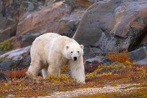 Fotográfia Polar Bear adult male in autumn colors, Stan Tekiela Author / Naturalist / Wildlife Photographer, (40 x 26.7 cm)