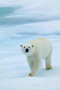 Művészeti fotózás Polar Bear on Sea Ice, Sniffing the Air, Hans Strand, (26.7 x 40 cm)