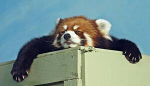 Fotográfia Red Panda ready for a nap, Kim MacKay, (40 x 22.5 cm)