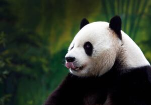 Művészeti fotózás Close-up of Giant Panda, Wokephoto17, (40 x 26.7 cm)