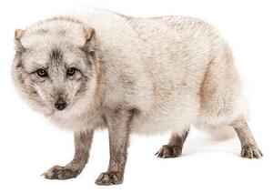 Művészeti fotózás Arctic fox, Vulpes lagopus, standing, looking, GlobalP, (40 x 26.7 cm)