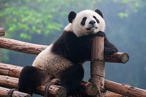 Fotográfia Cute panda bear, Hung_Chung_Chih, (40 x 26.7 cm)