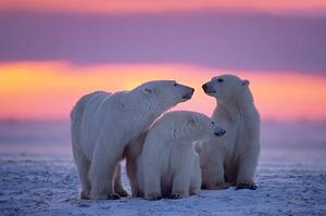 Fotográfia Polar bear with yearling cubs, JohnPitcher, (40 x 26.7 cm)