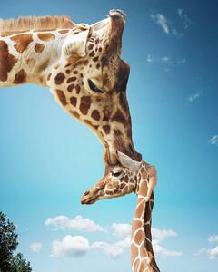 Fotográfia Mother giraffe nuzzling calf's head, Gandee Vasan, (30 x 40 cm)