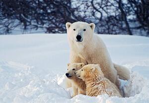 Művészeti fotózás Polar Bear with Cubs, KeithSzafranski, (40 x 26.7 cm)