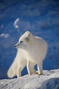 Fotográfia Arctic Fox, John Conrad, (26.7 x 40 cm)