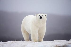 Művészeti fotózás Polar Bear on ice, Paul Souders, (40 x 26.7 cm)