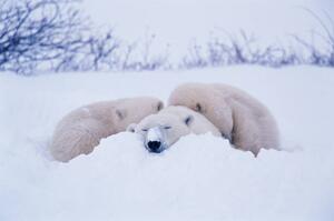 Fotográfia Polar bear sleeping in snow, George Lepp, (40 x 26.7 cm)