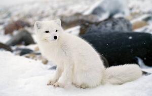 Fotográfia Arctic fox in winter coat, Hudson Bay, Canada, Jeff Foott, (40 x 24.6 cm)