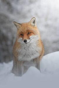 Fotográfia Portrait of red fox standing on snow covered land, marco vancini / 500px, (26.7 x 40 cm)