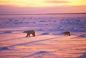 Fotográfia Polar Bears Crossing Snowfield, John Conrad, (40 x 26.7 cm)